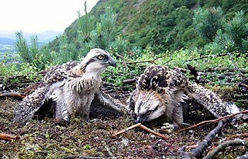 Two Osprey Chicks